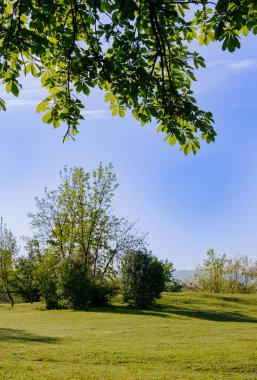 Parlak güneş ışığı yaprakların arasından süzülerek, açık mavi gökyüzünün altında çeşitli ağaçlar bulunan geniş yeşil bir alanı aydınlatıyor. Doğa bu canlı ortamda gelişiyor..