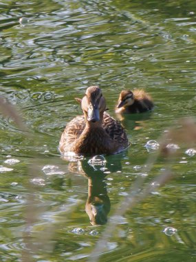 Anne ördek, sevimli ördek yavrusuyla birlikte zarif bir şekilde berrak sularda süzülür. Etraflarında kabarcıklar yükseliyor, doğada huzurlu bir an yaratıyor..