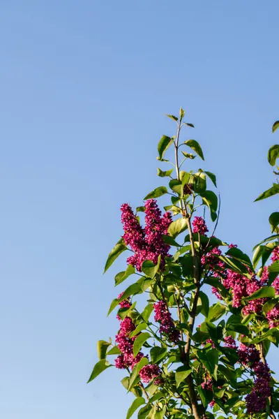 Parlak mavi gökyüzünün altındaki yeşil bir çalılıkta parlak mor çiçekler açar. Güneşli bir günde doğal güzelliklerini sergiler. Hayranlık ve sükuneti davet eder..