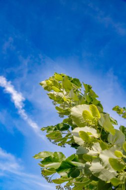Parlak yeşil yapraklar ve çiçek kümeleri, parlak mavi gökyüzüne doğru uzanıyor. İnce bulutlar dingin atmosfere katar, güneşli bir öğleden sonra doğanın güzelliğini gösterir..