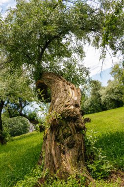 Yerde yeşil çimlerin büyüdüğü bükülmüş ve kısmen boş bir söğüt ağacının tabanından bir manzara. Arka planda diğer ağaçlar ve hafif bulutlu bir gökyüzü var..