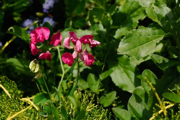 Birçok pembe Lathyrus Kodoratus, genellikle tatlı bezelye olarak bilinir, çiçekler kapalı tohumlarla açarlar. Çiçekler güneşin altında yemyeşil yapraklarla çevrili..