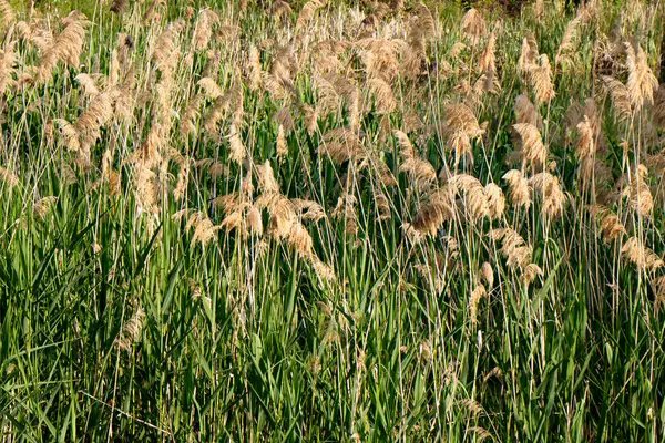 Bir tarlada yaygın bir sazlıkların yoğun bir şekilde büyüdüğü görülüyor. Bitkilerin yeşil sapları ve ten tohumu başları var. Manzara gün ışığında açıktır..