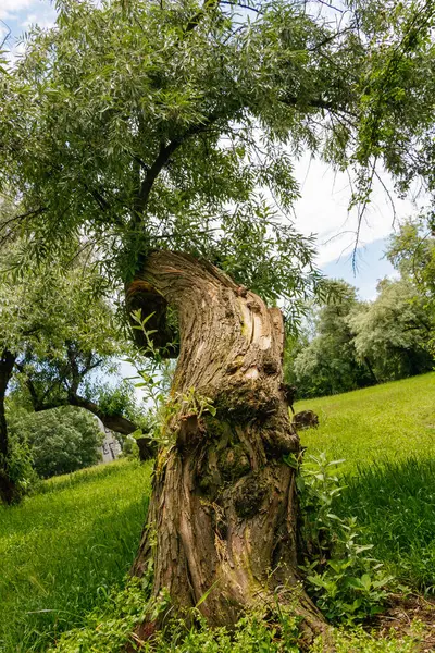 Yerde yeşil çimlerin büyüdüğü bükülmüş ve kısmen boş bir söğüt ağacının tabanından bir manzara. Arka planda diğer ağaçlar ve hafif bulutlu bir gökyüzü var..