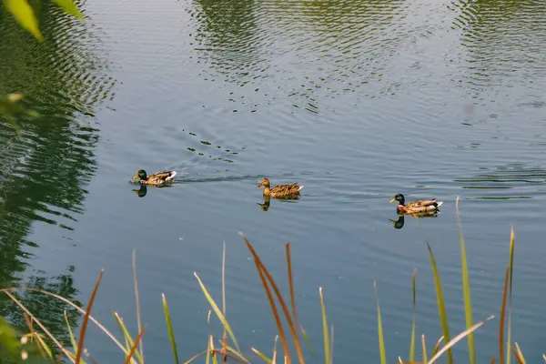 Üç ördek gölette yüzüyor ve güneş ışığı suyu yansıtıyor. Ördekler aralıklı. Uzun otlar suyun kenarında ön planda büyürler..