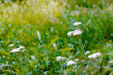 Narin kır çiçekleri, yumuşak güneş ışığıyla aydınlatılan çayırın canlı yeşil çimleriyle çok güzel zıtlaşırlar. Bu huzurlu doğal manzara rahatlamayı ve yansımayı davet ediyor..