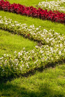Canlı beyaz ve kırmızı çiçekler parlak güneşli bir öğleden sonra parktaki yeşil çimlere çarpıcı bir tezat oluşturarak ziyaretçileri doğanın güzelliğinin tadını çıkarmaya davet ediyor..