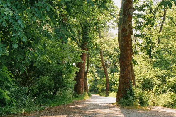 Huzurlu bir yürüyüş yolu, uzun ağaçlar ve yoğun yeşilliklerle dolu canlı bir ormanın içinden geçiyor. Güneş ışığı yaprakların arasından süzülür, sakin atmosferi aydınlatır ve keşifleri davet eder..