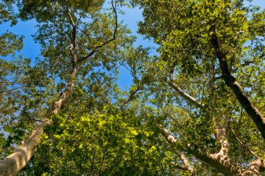 Verimli yeşil yapraklı uzun ağaçlar huzurlu bir atmosfer yaratır. Güneş ışığı yeşillikleri delip geçerek aşağıdaki canlı renkleri aydınlatıyor..