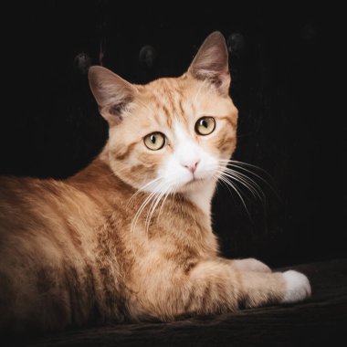 Sakin bir turuncu tekir kedi karanlık bir ortamda rahatça uzanır, çarpıcı yüz hatlarını ve parlak gözlerini ön plana çıkarır..