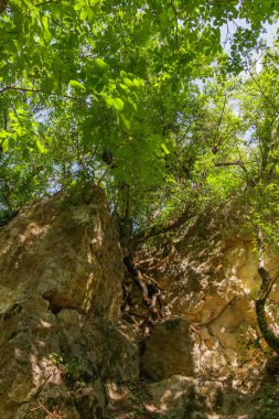 Güneş ışığı canlı yeşil yaprakların arasından süzülerek kayalardan ve ağaçlardan oluşan engebeli bir manzarayı aydınlatır. Bu sakin orman sahnesi doğanın güzelliğini ve sükunetini yansıtıyor..
