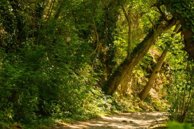 Dolambaçlı bir yol, güneşin yemyeşil ve antik ağaçların çarpık şekillerini vurgulayarak yemyeşil yapraklar üzerinde dans ettiği canlı bir ormanı keşfetmeye davet eder..