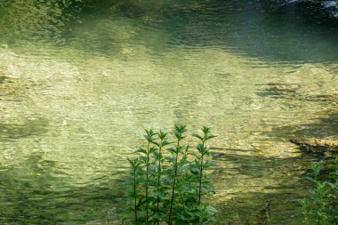 Sakin bir nehrin yüzeyinden süzülen güneş ışığı yumuşak dalgaları ve yansımaları açığa çıkarıyor. Bereketli yeşil bitkiler suyun kenarında büyür ve barışçıl bir doğal atmosfer yaratır..
