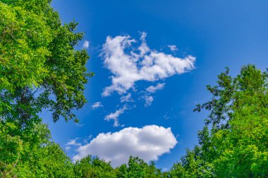 Pofuduk beyaz bulutlarla kaplı berrak mavi bir gökyüzü canlı bir manzaranın üzerinde uzanıyor. Bereketli yeşil ağaçlar manzarayı çerçeveleyerek, huzurlu bir atmosfer sunuyor.