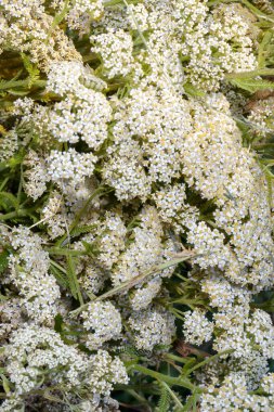 Kırsal alanda bereketli bir manzara oluşturan, yeri kaplayan narin kır çiçekleri kümeleri..