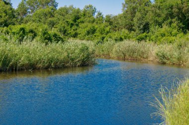 Sakin bir nehir berrak mavi gökyüzünün altında canlı bitki örtüsünün içinde kıvrılır. Su güneşi yansıtırken, uzun otlar ve ağaçlar vahşi yaşam için huzurlu bir ortam yaratıyor..