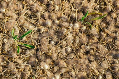 Yumuşak beyaz tohum kabukları kuru toprağı kaplayarak desenli bir manzara yaratır. Kapsüller arasında, parlak güneş ışığı altında doğal bir ortamda dayanıklılık gösteren küçük yeşil bitkiler ortaya çıkar..