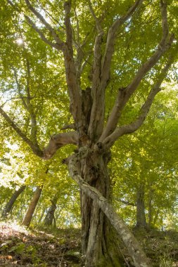 Antik bir ağaç, canlı yeşil bir ormanda gururla duruyor, bükülmüş dallarını sergiliyor. Güneş ışığı yaprakların arasından süzülerek yeşil çevrede sakin bir atmosfer yaratır..
