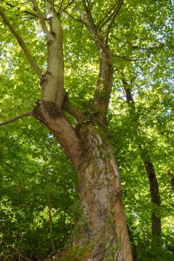 Uzun, dayanıklı bir ağaç canlı bir ormanda gururla durur. Güneş ışığı yoğun tepe örtüsünün içinden süzülerek kabuğunu ve yemyeşil yapraklarını aydınlatır. Doğa her yerde gelişir..