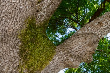 Kalın bir parça yosun, canlı yeşil yapraklar ve dallarla çevrili büyük bir ağaç gövdesinin kabuğunu kaplar..