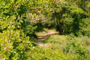 Canlı yeşilliklerle çevrili, bereketli bir ormanın içinden geçen sakin bir toprak yol. Güneş ışığı ağaçların arasından süzülerek doğa yürüyüşleri ve keşifler için ideal barışçıl bir atmosfer yaratır..