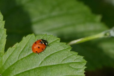 Siyah lekeli canlı kırmızı uğur böceği yemyeşil bir yaprağın üzerine tünemiştir. Etrafındaki yapraklar, sakin bir bahçe ortamında güneş ışığını yakalar ve bahar boyunca doğanın güzelliğini gözler önüne serer..