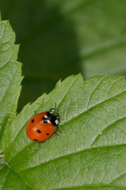 Siyah lekeli canlı bir kırmızı uğur böceği yemyeşil bir yaprağın üzerinde sürünüyor. Güneş ışığı bahçeyi aydınlatıyor, böceğin detaylarını ve çevresini saran zengin yeşilliği vurguluyor..