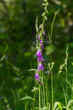 Göz alıcı, mor bir kır çiçeği, sakin, doğal bir ortamda yemyeşil çimlerin arasında dimdik duruyor. Yumuşak güneş ışığı canlı renkleri güçlendirir. Bahçede huzurlu bir atmosfer yaratır..