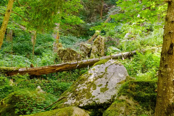 Güneş ışığı, yoğun bir ormandaki yaprakların arasından süzülerek büyük yosun kaplı kayaları ve devrilmiş ağaçları aydınlatır. Bereketli çalılıklar, dingin manzaraya zengin bir doku ekler..