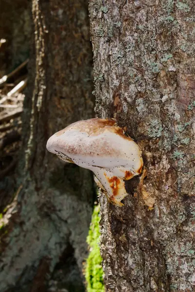 Ormandaki bir ağacın kabuğunda eşsiz bir mantar filizlenir. Güneş ışığı, mantarın dokusunu ve çevresindeki doğal çevreyi vurgulayarak gölgelikten süzülür..