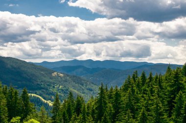Bereketli yeşil çam ağaçları, kabarık bulutlarla dolu canlı mavi bir gökyüzünün altındaki kayan tepeler boyunca uzanır..