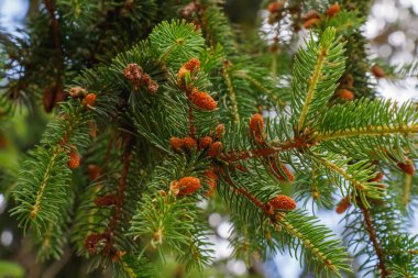 Köknar ağacının dalları güneş ışığı altında zengin yeşil iğneler ve küçük turuncu koniler sergiliyor. Bu sakin ortamda bahar uyanırken doğanın tazeliğini vurguluyorlar..