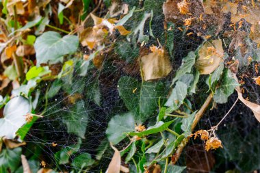 Örümceğin narin ipekleri sarmaşık ve düşen yaprakların arasından süzülür, sakin bir bahçede güneş ışığının parıltılarını yakalar..