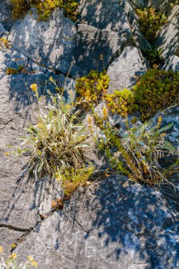 Küçük bitkilerin ve alp çiçeklerinin engebeli bir taş yüzeyde gün ışığında çatlaklarından filizlenen makro bir görüntüsü..