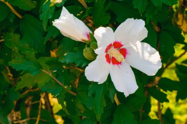 Güzel beyaz bir amber çiçeği güneşe açılır ve parlak kırmızı merkezini gösterir. Etrafı koyu yeşil yapraklarla çevrili bu sahne, doğanın özünü tam çiçekle yakalar..
