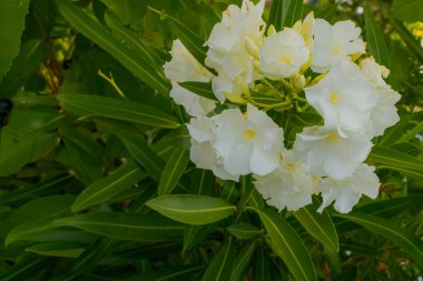 Beyaz zakkum tomurcukları yemyeşil yapraklarla çevrili, yumuşak doğal ışıkla yakalanmış..