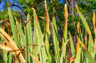 Kahverengi kenarlı dik yeşil yaprakların yakın görüntüsü, kuraklık stresi ve doğal bitki dokusunu gösteriyor.
