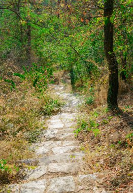 Yapraklı ağaçların ve yosunlu kenarların arasından geçen dolambaçlı bir taş patika ormanda sakin bir yol oluşturur..