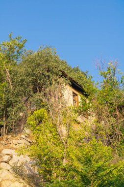 Çürümeyi, zamanı ve doğanın gücünü sembolize eden ağaçlar ve aşırı gelişmiş bitki örtüsü tarafından kısmen gizlenmiş eski, terk edilmiş bir taş ev..