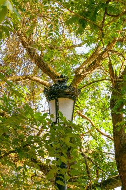 Zengin ağaç dalları ve yeşil yaprakların arasına gizlenmiş eski dekoratif bir sokak lambası, şehir tasarımı ve doğa arasındaki romantik ortamı sembolize ediyor..