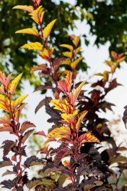 Gökyüzüne doğru yükselen canlı kırmızı, sarı ve koyu bordo yapraklı süs bitkisinin dikey görüntüsü bahçede çarpıcı bir dekoratif aksan oluşturur..