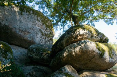 Yeşil yosun parçalı büyük granit kayalar ağaçların altında doğal bir oluşum oluşturarak çarpıcı bir orman manzarası oluşturur..
