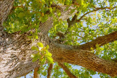 Aşağıdan çekilen geniş bir meşe ağacının geniş açılı görüntüsü, desenli ağaç kabuğunu, dalları ve güneş ışığıyla aydınlatılmış canlı yeşil yaprakları gösterir, büyüme, istikrar ve gücü simgeler..