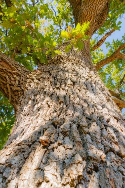 Uzun bir meşe ağacı gövdesinin kabuk dokusuna sahip detaylı görüntüsü, yukarı doğru yeşil yapraklara ve mavi gökyüzüne bakıyor, gücü, büyümeyi ve dayanıklılığı simgeliyor..