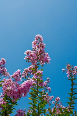 Pembe krep mersin çiçekleri parlak mavi bir gökyüzüne karşı canlı bir şekilde çiçek açarak renkli ve dekoratif bir yaz manzarası yaratırlar..