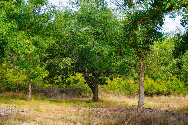 Kuru otlar ve orman çalılarıyla dolu bir çayırda birkaç uzun yeşil ağaç yetişir ve huzurlu bir yaz manzarası oluştururlar..