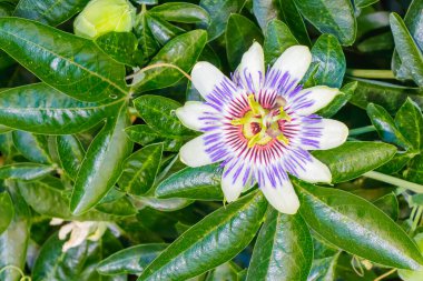 Tutku çiçeğinin (Passiflora caerulea) tam çiçek açmış, yeşil yapraklarla çevrili mor lifler ve beyaz yapraklar..