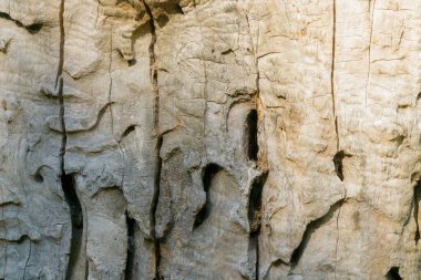 Kaba ağaç kabuğu yüzeyinin çatlak ve oyukları, organik ahşap dokusunu ve doğal yaşlanmayı gösteriyor..