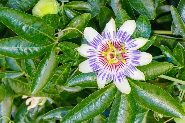 Tutku çiçeğinin (Passiflora caerulea) tam çiçek açmış, yeşil yapraklarla çevrili mor lifler ve beyaz yapraklar..