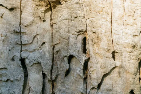 Kaba ağaç kabuğu yüzeyinin çatlak ve oyukları, organik ahşap dokusunu ve doğal yaşlanmayı gösteriyor..